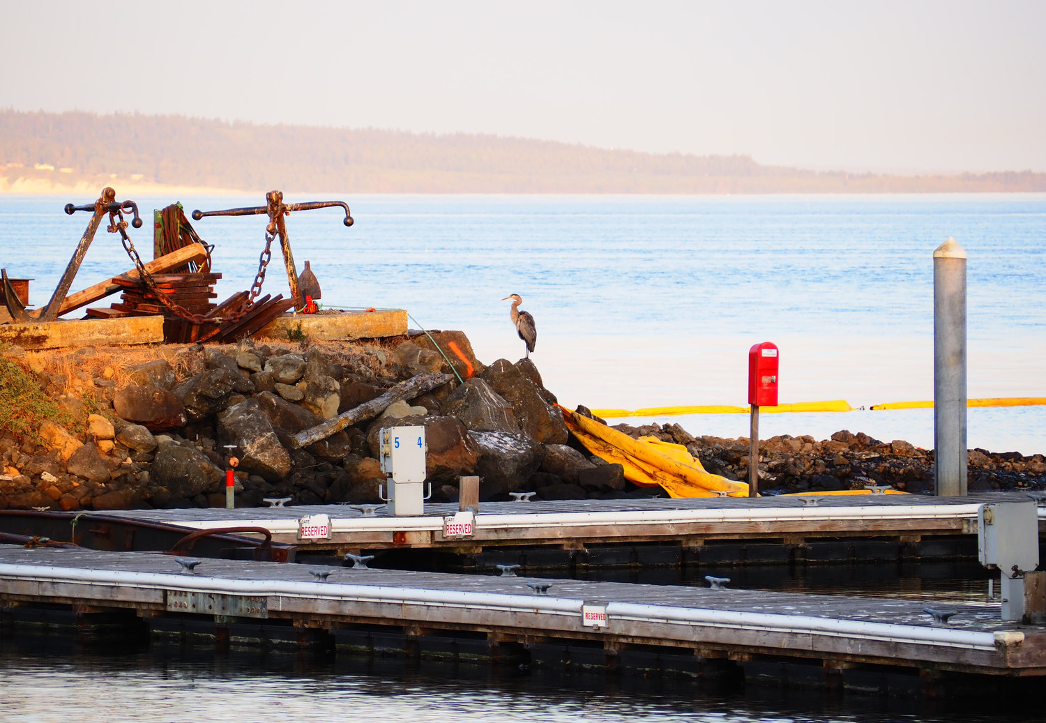 A heron comes to inspect the work at Point Hudson after the first week of demolition on the old jetty.